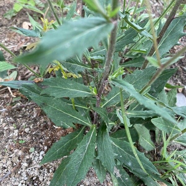 Hieracium umbellatum Blad