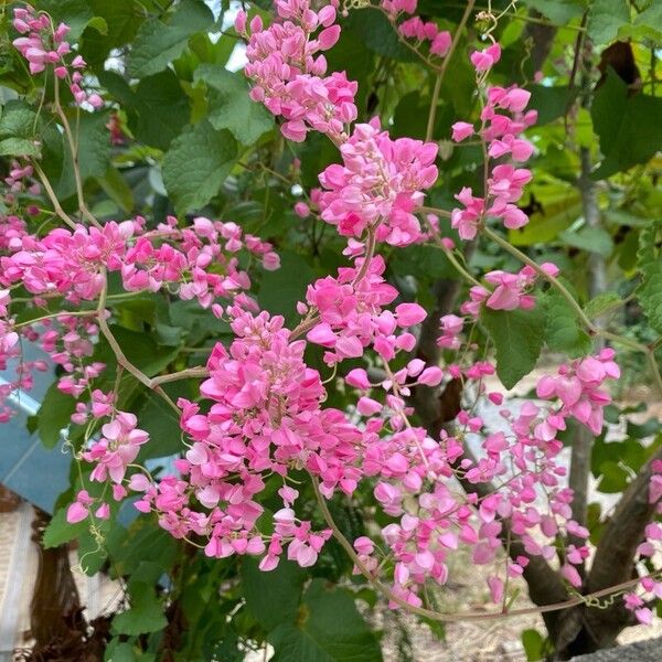 Antigonon leptopus Kwiat