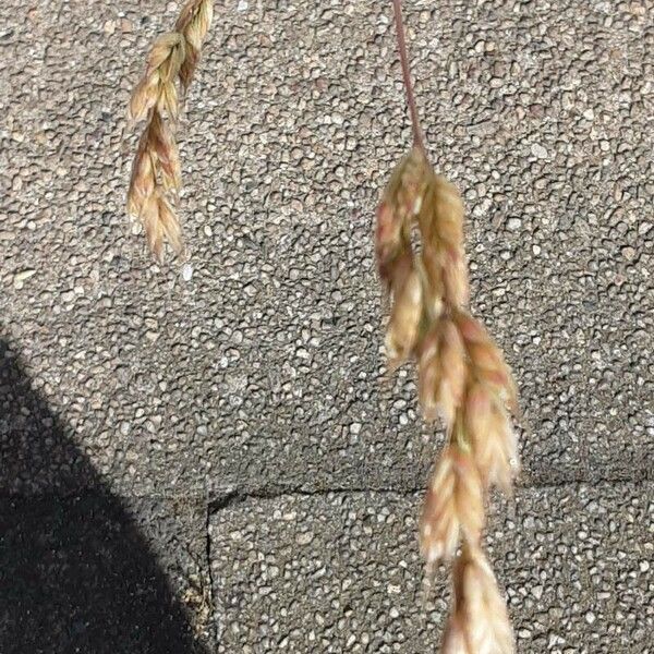 Bromus hordeaceus Flor