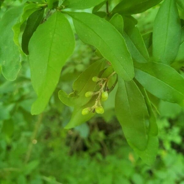 Ligustrum sinense फल