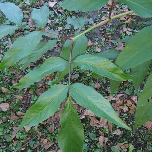 Sambucus racemosa ᱥᱟᱠᱟᱢ