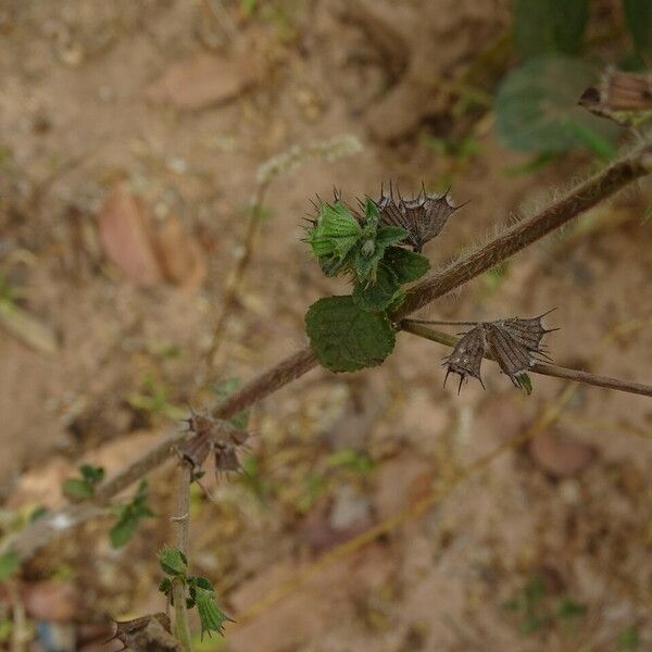 Mesosphaerum suaveolens Koor