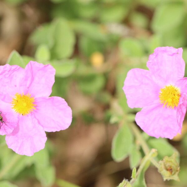 Cistus creticus Cvet