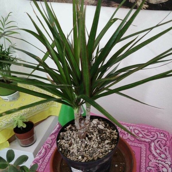 Dracaena reflexa Liść