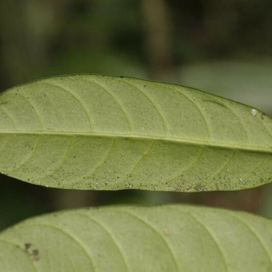 Tabernaemontana disticha Leaf