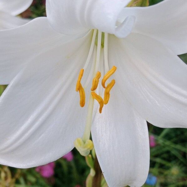 Lilium candidum Λουλούδι