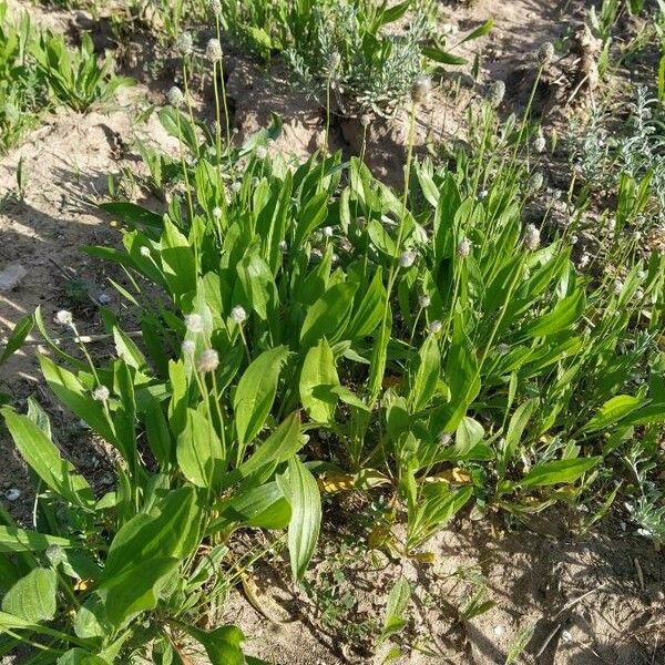 Plantago lagopus Fulla