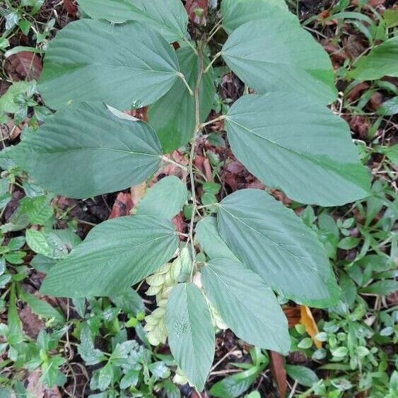 Flemingia strobilifera Foglia