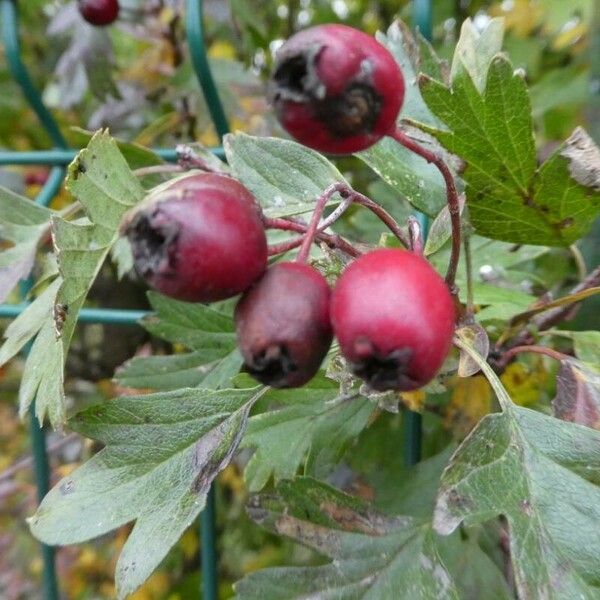 Crataegus monogyna ഫലം