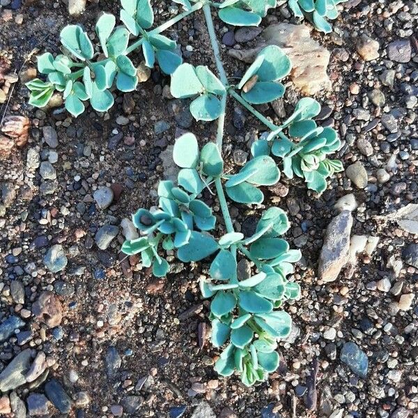 Seetzenia lanata Leaf