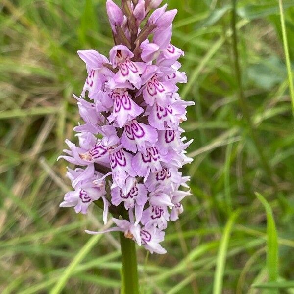 Dactylorhiza fuchsii Цветок