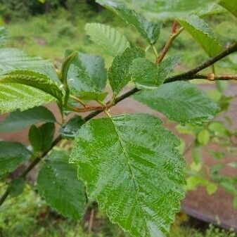 Ulmus crassifolia Leaf