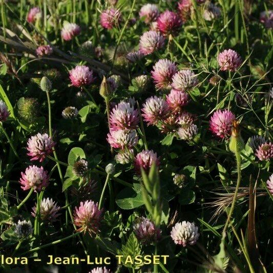 Trifolium isthmocarpum Habit