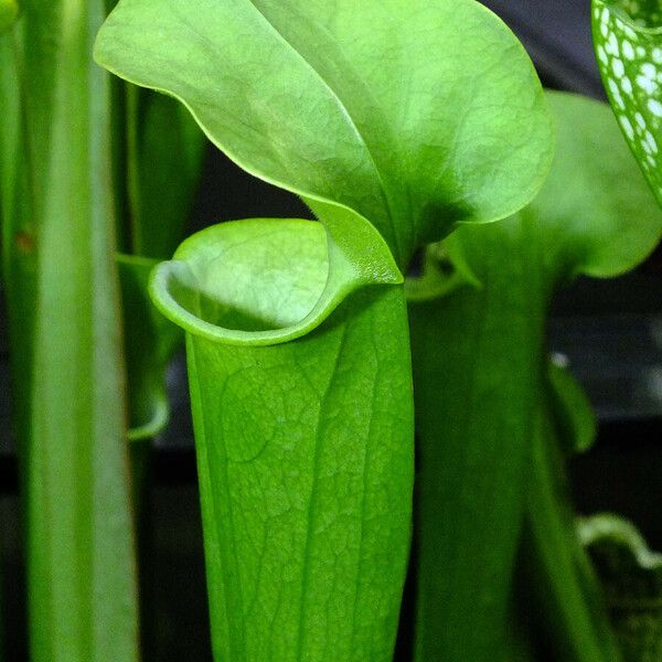 Sarracenia purpurea Folio