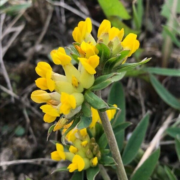 Anthyllis vulneraria പുഷ്പം