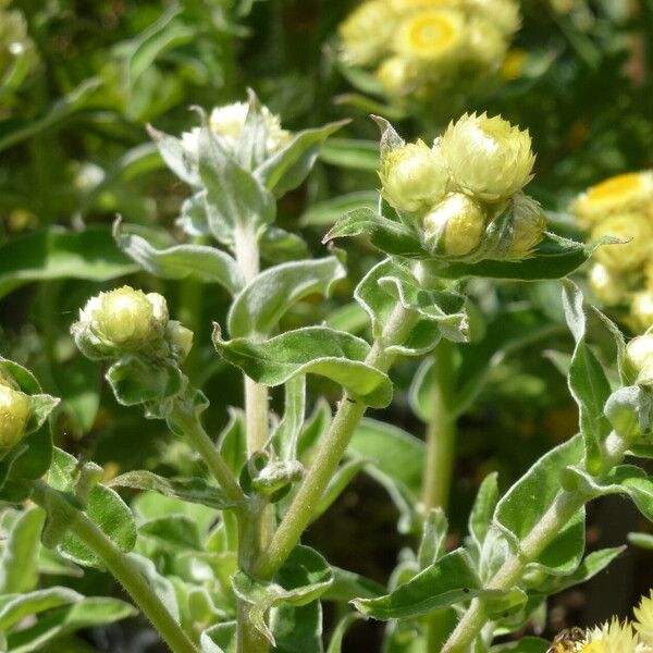 Helichrysum foetidum 葉