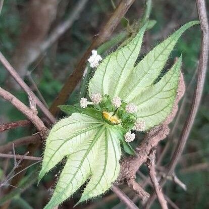 Dalechampia scandens ফুল