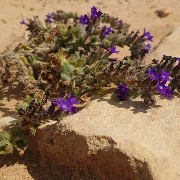 Anchusa undulata Habit