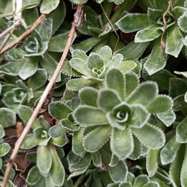 Saxifraga paniculata Blatt