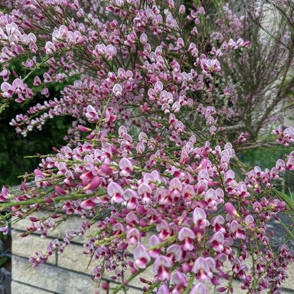 Chamaecytisus purpureus Õis