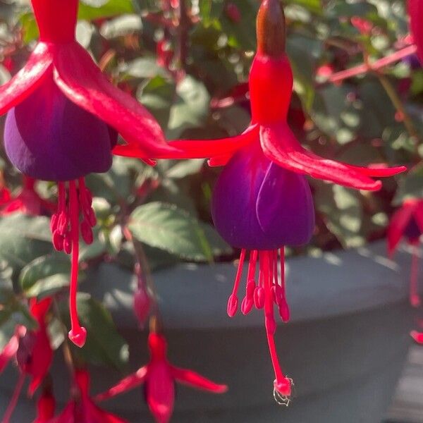 Fuchsia magellanica Flower