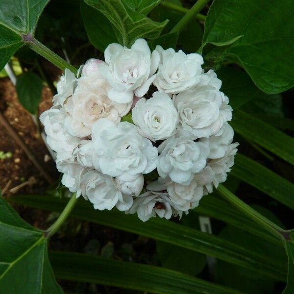 Clerodendrum chinense Flower