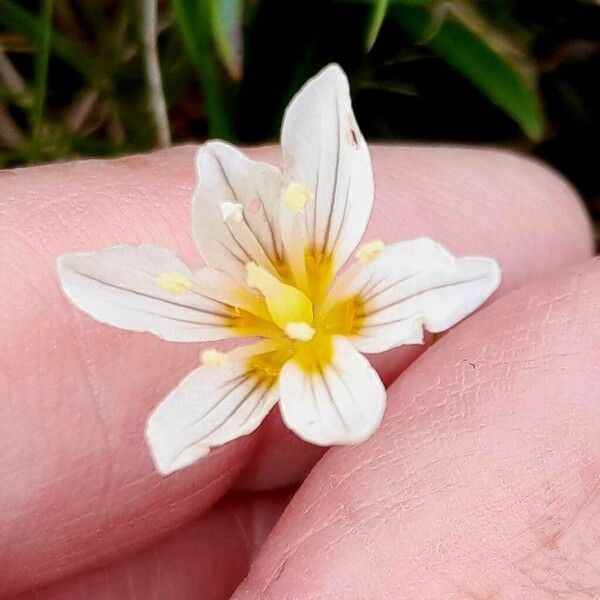 Gagea serotina Flower