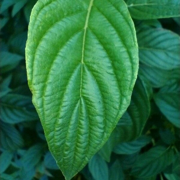 Cornus sericea 葉