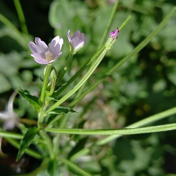 Epilobium parviflorum ফুল