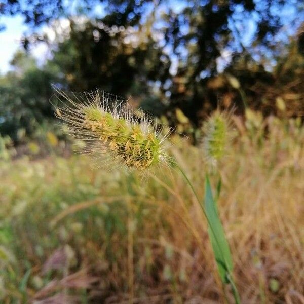 Cynosurus echinatus Blüte