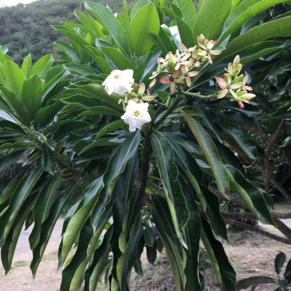 Cerbera manghas Квітка