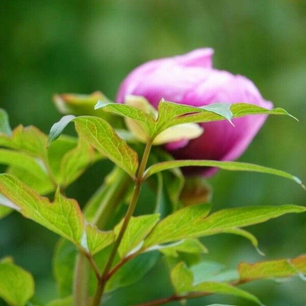 Paeonia mascula Levél