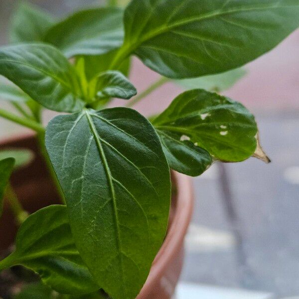 Capsicum frutescens Feuille