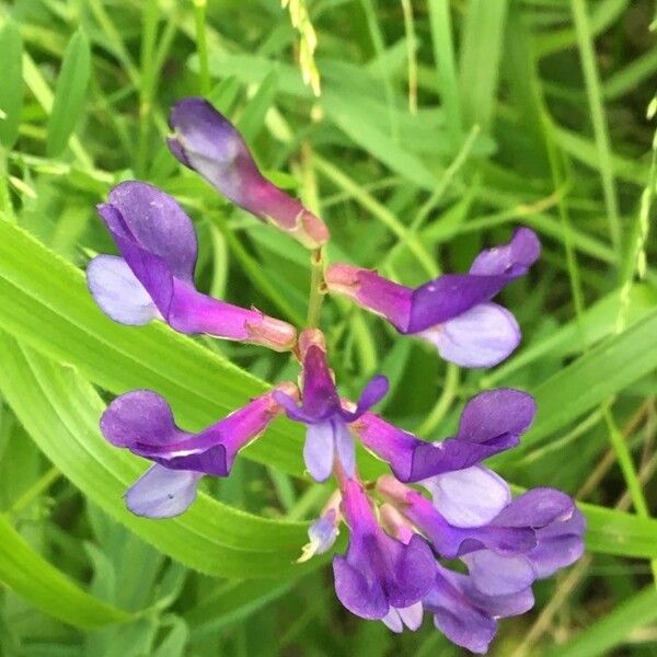Vicia onobrychioides Flower