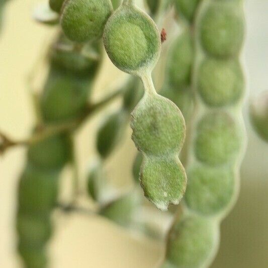 Acacia mearnsii Annet