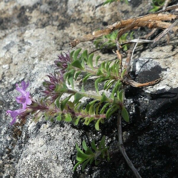 Thymus dolomiticus Leaf