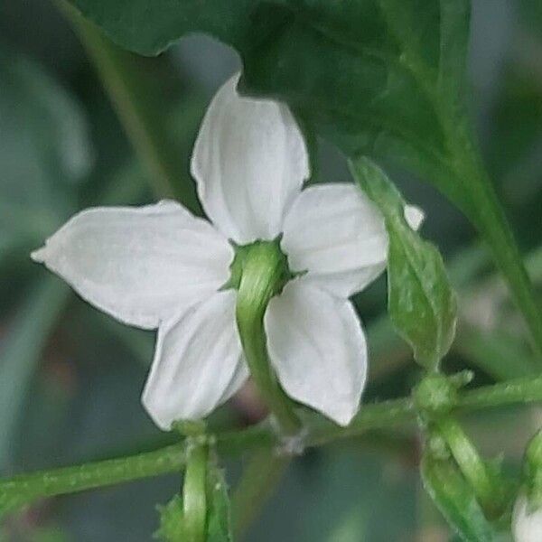 Capsicum frutescens Kukka