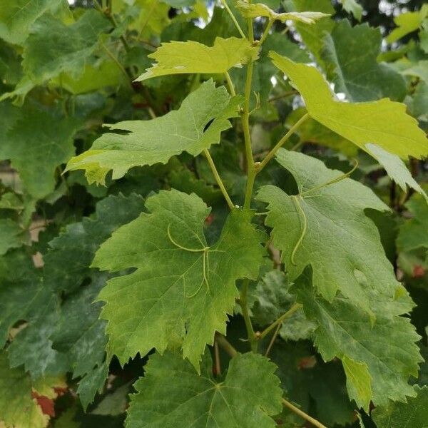 Vitis vinifera Foglia