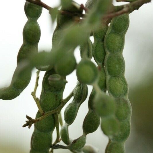 Acacia mearnsii Annet