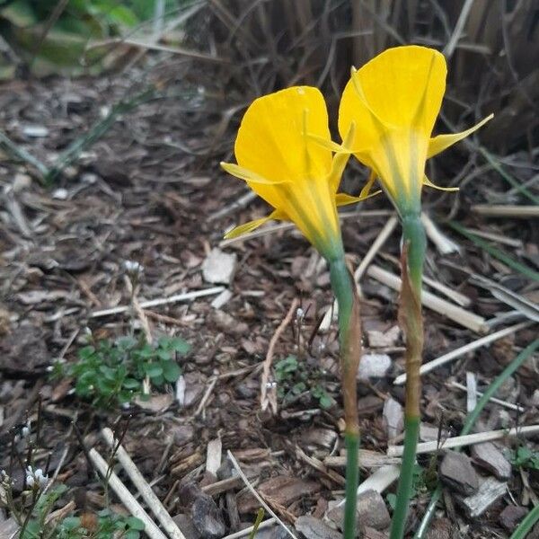 Narcissus bulbocodium Кветка