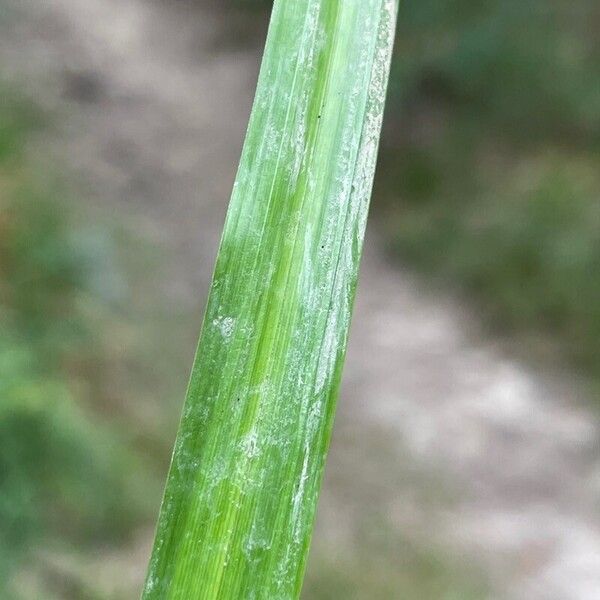 Carex pendula Лист