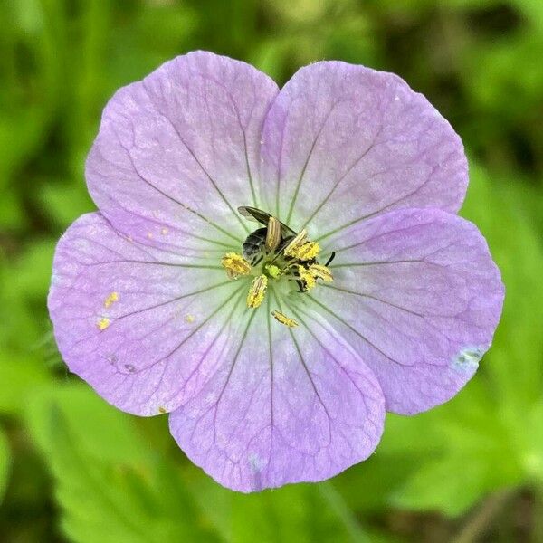 Geranium maculatum Flower