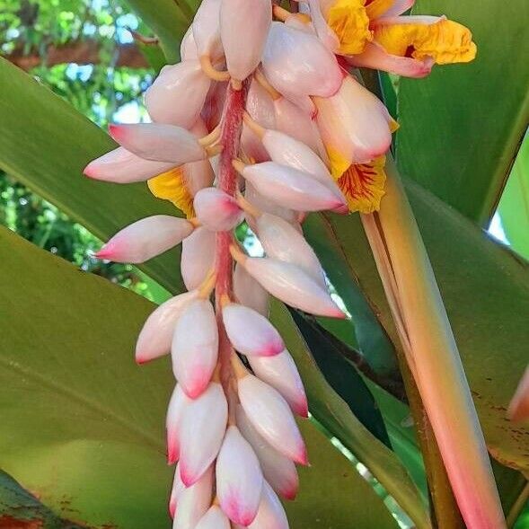 Alpinia zerumbet Fiore