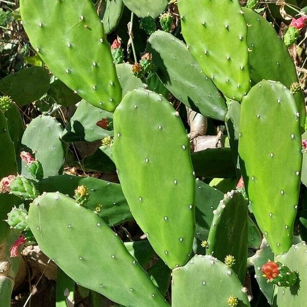 Opuntia cochenillifera Blad