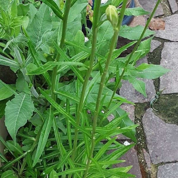 Campanula persicifolia Лист