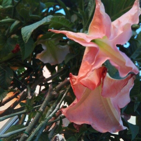 Brugmansia sanguinea Flower