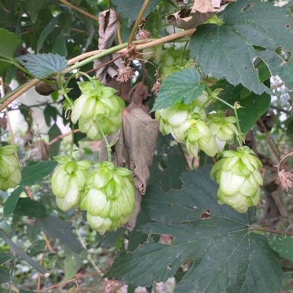 Humulus lupulus Flower