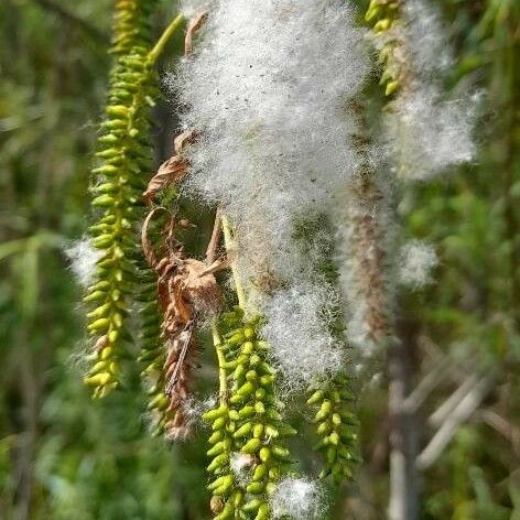 Salix humboldtiana Fruto