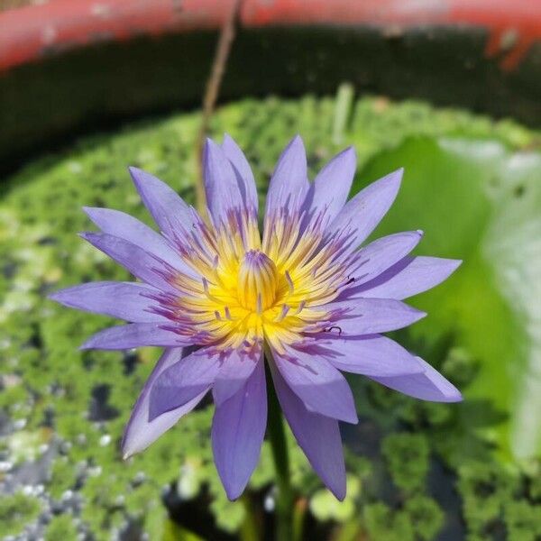 Nymphaea nouchali 花