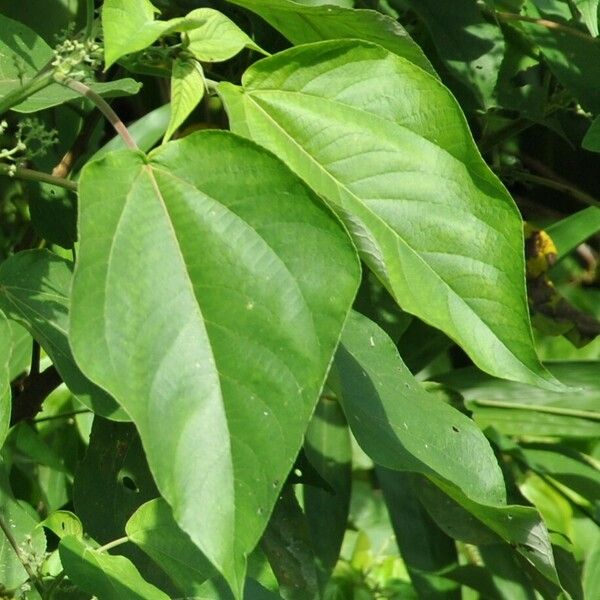 Acalypha caturus Folio